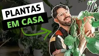 COMO CULTIVAR PLANTAS EM CASA (PASSO A PASSO)