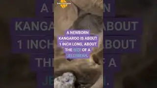 Did You Know The Word 