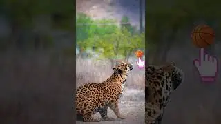 #leopard #leopardattack #leopardrescue #safari #wildlife #shorts #feedshorts #ytshorts #bbcearth