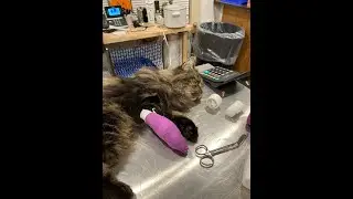 Local community bands together to save injured stray cat