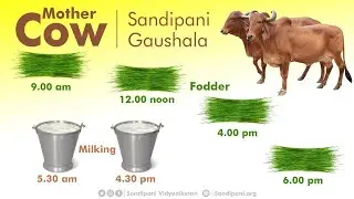 Meet Bhikhubhai, Learn about Cow Care at Sandipani Gaushala | Desi Gir Cows