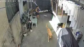 #loveanimals #careforanimals #respectanimals #dogs #goldenretriever #maltese #family #cctv #views 