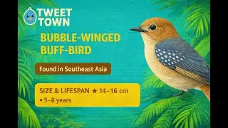 Bubble Winged Buff Bird