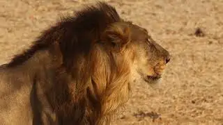 The Black maned lions