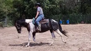Riding Exercises to help engage the hindquarters and encourage collection at a trot - Bitless