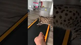 Seeing how fast my Savannah cat can run on a treadmill🐱 #treadmillcat #savannahcat