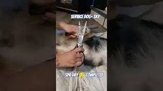 Service dog spa day 🌟 #dogs #groom #servicedog