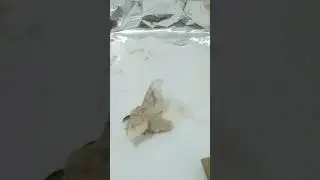 Moth Party 🤪 Silk moths mating. Australia - Queensland