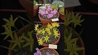Autumn-flowering bulbs at an Alpine Garden Society show