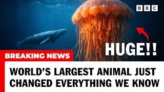 TOP 5 BIGGEST Creatures Ever Found on the Ocean