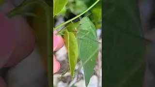 Insect camouflage leaf mimic katydid Playa del Carmen Mexico #tropical #caribbean #grasshopper #bug