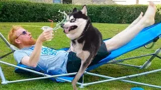33 Minutes of Pure Laughter - Best of the Month Funny Animals Video