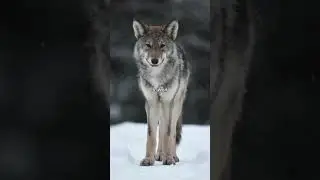 10 Animals Inspiring Car Designs