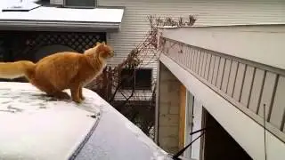 Cat Fails Jump From Snow Covered Car