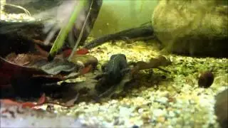 Alpine newts (Bergmolch, Ichthyosaura alpestris) as pets