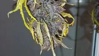 Harvesting A Giant Zkittlez Auto, Strawberry Pie & Tropicana Cookies - Fast Buds x Grow Vlogs S2 Ep7