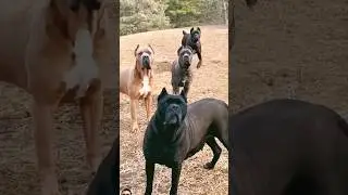 #3danimition #funny #3danimationsoftware #3dmodelingsoftware #vfxmemes #animals #3danimation #pets