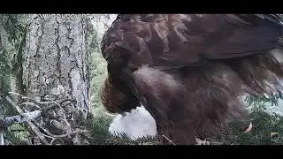 Bukovina golden eagles - mom preens little one, little one bites mom toes- June 3rd 2022