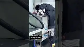 #15 Funny dog videos 🐶🐶 #puppy #cute #fails