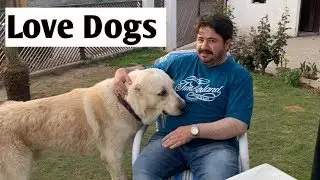 Kurdish Kangal wolf Killer Dog In Pakistan