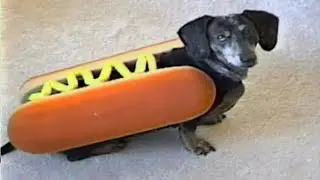 Chiens et chats Halloween dr&ocirc;le &eacute;choue Compilation 2017