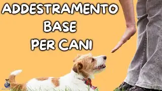 Addestramento Base Per Cani: Cosa Sapere