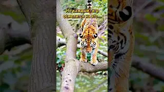 Тигр на дереве 🐅🌳 #тигр #фактыоживотных #дикаяжизнь #природа #животные #tiger #wildlife #animals