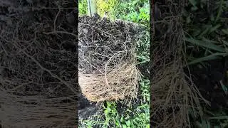 Root bound Barbados Cherry should I plant it in the ground?