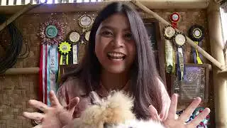 Cara Perawatan Kelinci Jenis Lion Head - IPOP