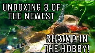 Unboxing 3 of the Newest Shrimp in the Aquarium Hobby! Stardust, Cheetah & Raccoon Tiger Caridina