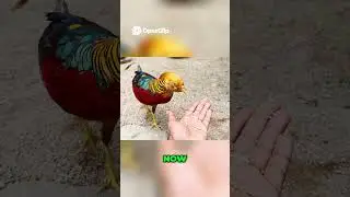 Strange birds in Malaysia
