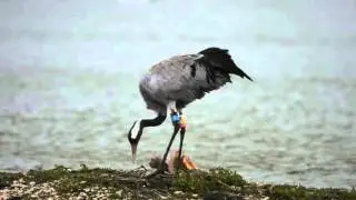 Sedge the European Crane with an egg.