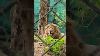 lion at lucknow zoo