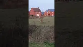 Spaniel run & return #shortvideo #spaniel #shortsvideo #shorts #short #viralvideo