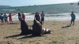 Lobos de mar visitan la playa de Tomé
