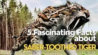 Saber-Toothed Tiger: 5 Fascinating Facts You Need to Know