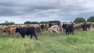 82 F1 Braford 5 F1 Brangus exp 44 Farms Angus Bulls