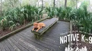 Fox Red Labrador Retriever Puppy Training | Brave 4 Month Old