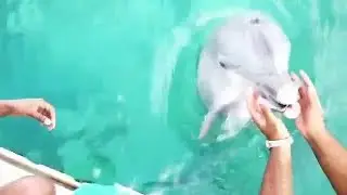 Dolphin brings back her phone