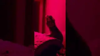 CHILLIN #lizard #beardeddragon #pets #animals #shorts #shortvideo