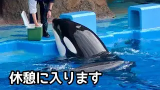 シャチのリンちゃんとイルカたち　トレーニングが終わって休憩時間です【名古屋港水族館】Orca Lynn-chan Dolphin Nagoya Aquarium 