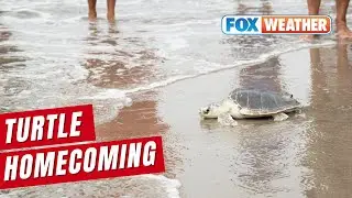 Endangered Sea Turtle Released Back Into Atlantic From New York Beach