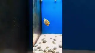 Yellow Boxfish #boxfish #cowfish #reef #life #coral #love #fish #reefkeeping #saltwateraquarium#cute