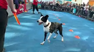 My dogs performed at Dogs! A Science Tail Museum Exhibit | California Science Center