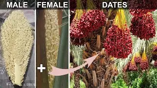 How to Grow Dates at Home | Date Palm Pollination | Why my Date Palm Not Producing Fruit