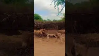 Donkey Milking #donkey #shortvideo #shortfeed