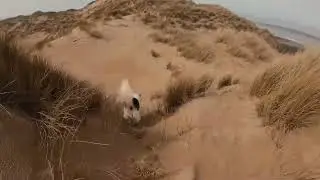 One bearded man and his dog was at Whiteford Burrows