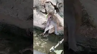 Monkey waiting for their friend