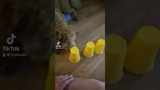 Pick a cup pup! #puppy #funny #thisiswhatyoucamefor #pets #cute
