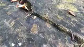 iPhone 6 Camera Quality Test Closeup Macro Video